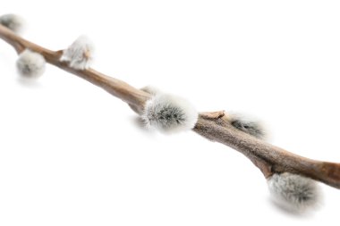 Beyaz arka planda güzel söğüt dalı, yakın plan