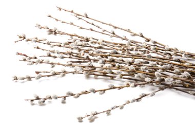 Beyaz arkaplanda söğüt dalları