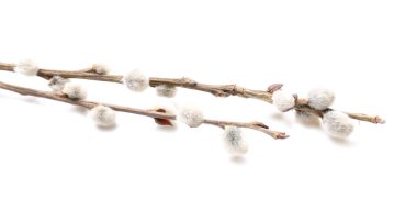 Beyaz arkaplanda söğüt dalları