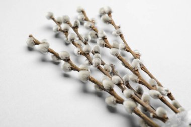 Işık arkaplanındaki söğüt dalları