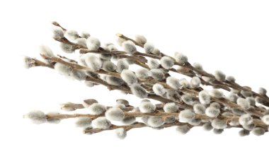 Beyaz arkaplanda söğüt dalları