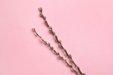 Renk arkaplanındaki söğüt dalları