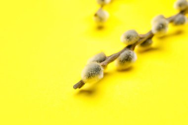 Renk arkaplanındaki söğüt dalı