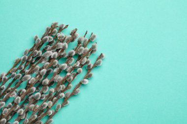 Renk arkaplanındaki söğüt dalları