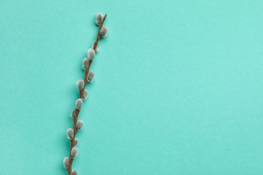 Renk arkaplanındaki söğüt dalı