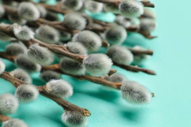 Renk arkaplanındaki söğüt dalları