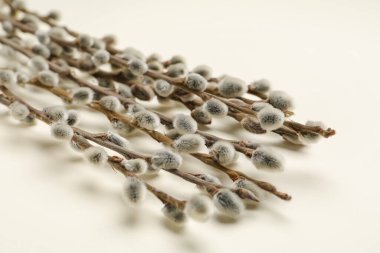 Işık arkaplanındaki söğüt dalları