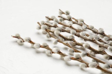 Işık arkaplanındaki söğüt dalları