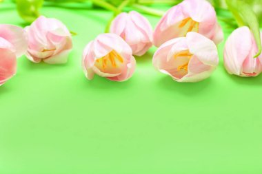 Renkli arkaplanda güzel lale çiçekleri