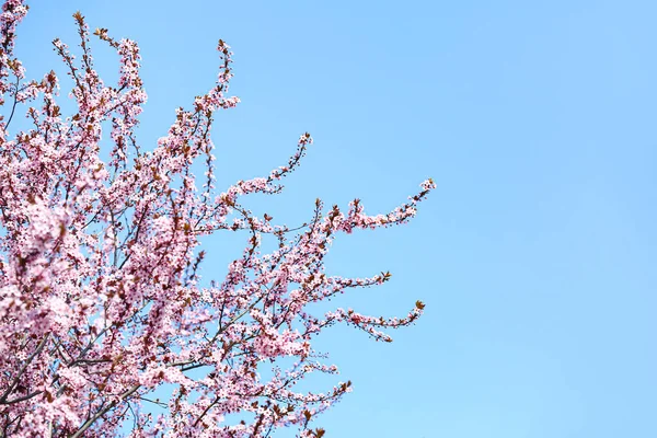 Hermosas Ramas Árboles Flor Sobre Fondo Del Cielo —  Fotos de Stock