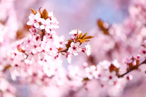 Beautiful Blossoming Tree Branches Sky Background Closeup —  Fotos de Stock