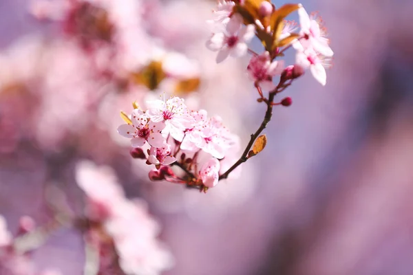 屋外の美しい開花木の枝 クローズアップ — ストック写真