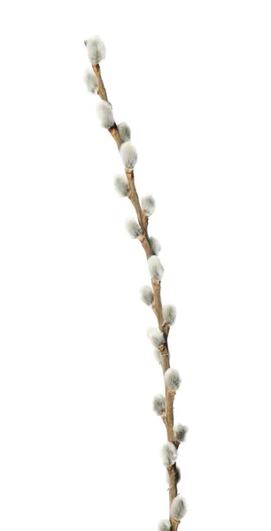 Willow Branch White Background — Stock Photo, Image