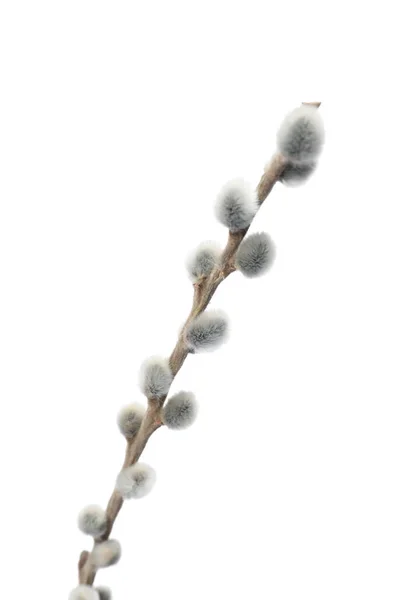 Willow Branch White Background — Stock Photo, Image