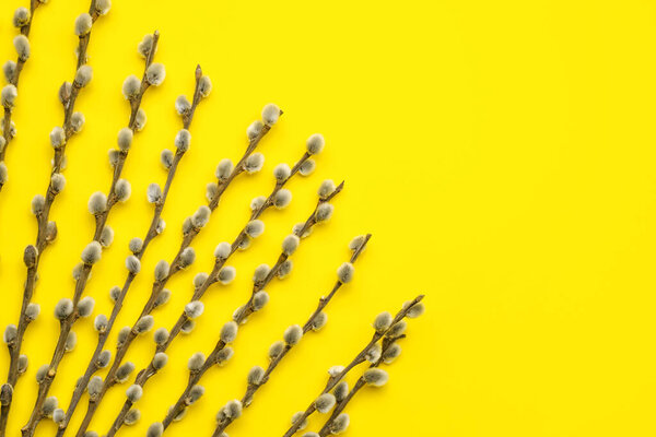 Ветви ивы на цветном фоне