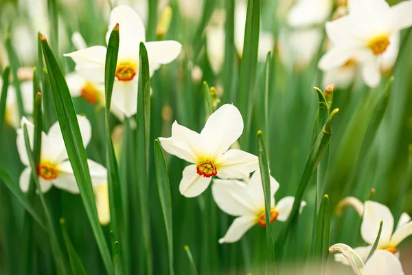 Красивый Нарцисс Цветы Саду Крупным Планом — стоковое фото