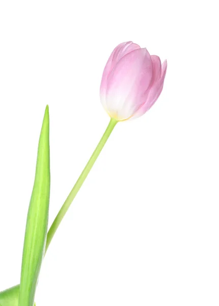 Beautiful Tulip Flower White Background — Stock Photo, Image