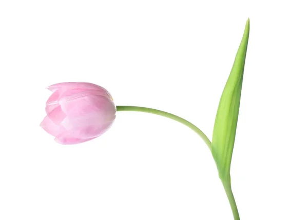 Beautiful Tulip Flower White Background — Stock Photo, Image