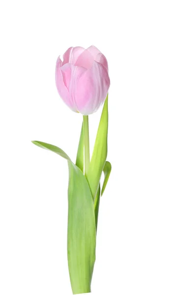Krásné Tulipán Květiny Bílém Pozadí — Stock fotografie