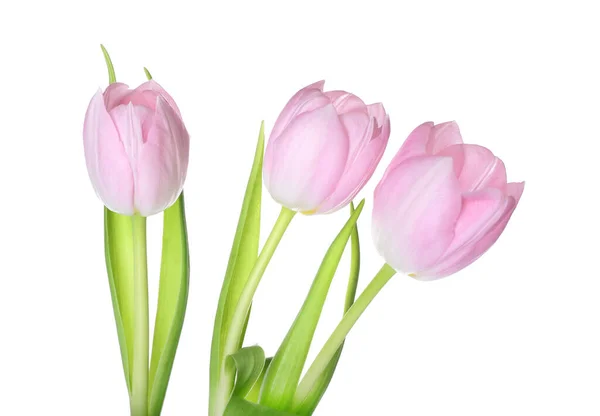 Beautiful Tulip Flowers White Background — Stock Photo, Image