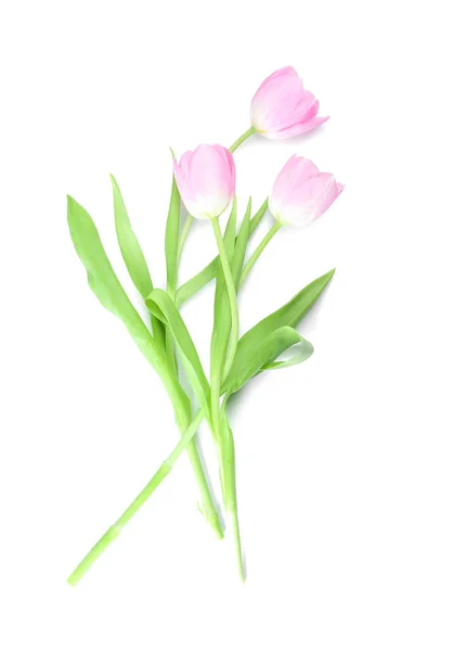 Beautiful Tulip Flowers White Background — Stock Photo, Image