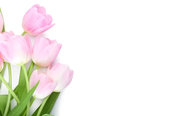 Beautiful Tulip Flowers White Background — Stock Photo, Image