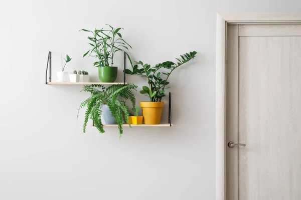 Moderne Regale Mit Zimmerpflanzen Hängen Heller Wand — Stockfoto