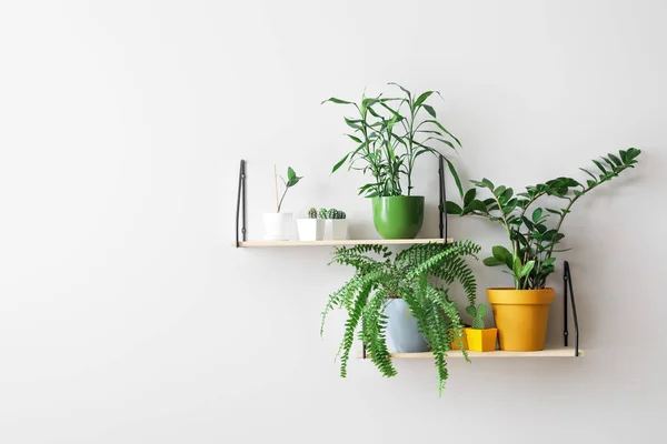 Prateleiras Modernas Com Plantas Sala Penduradas Parede Leve — Fotografia de Stock