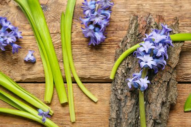 Beautiful hyacinth flowers and tree bark on wooden background, closeup