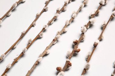 Işık arkaplanındaki söğüt dalları