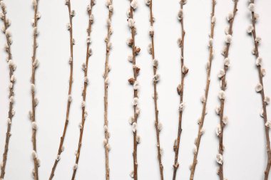 Işık arkaplanındaki söğüt dalları