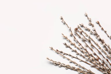 Işık arkaplanındaki söğüt dalları