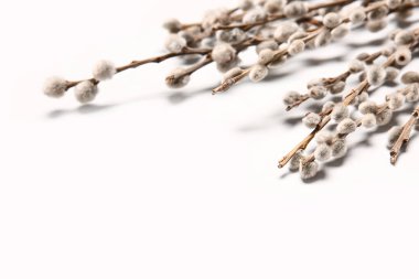 Işık arkaplanındaki söğüt dalları