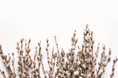 Işık arkaplanındaki söğüt dalları