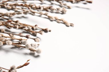 Işık arkaplanındaki söğüt dalları