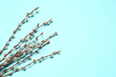 Renk arkaplanındaki söğüt dalları