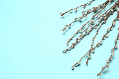 Renk arkaplanındaki söğüt dalları