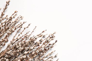 Işık arkaplanındaki söğüt dalları