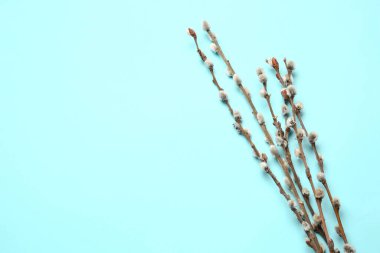 Renk arkaplanındaki söğüt dalları