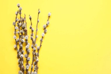 Renk arkaplanındaki söğüt dalları