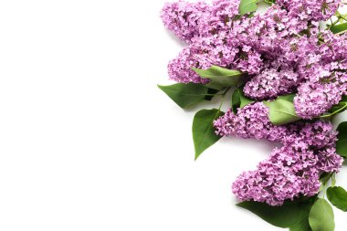 Beyaz arka planda güzel leylak çiçekleri
