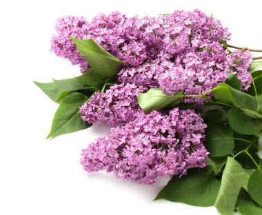 Beyaz arka planda güzel leylak çiçekleri