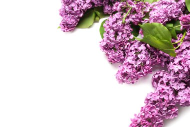 Beyaz arka planda güzel leylak çiçekleri