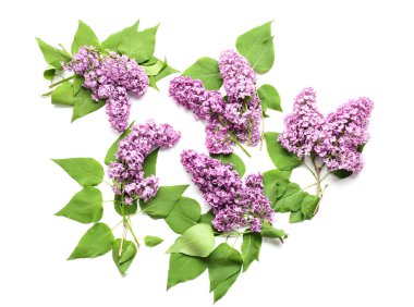 Beyaz arka planda güzel leylak çiçekleri