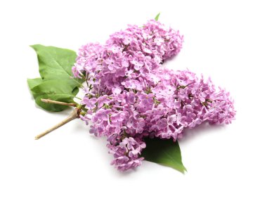 Beyaz arka planda güzel leylak çiçekleri
