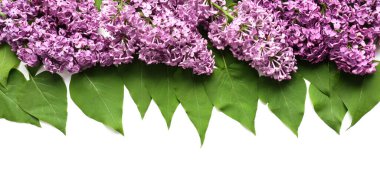 Beyaz arka planda güzel leylak çiçekleri