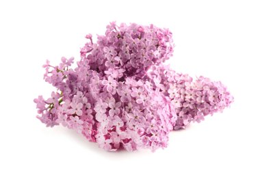 Beyaz arka planda güzel leylak çiçekleri