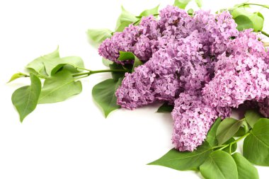 Beyaz arka planda güzel leylak çiçekleri