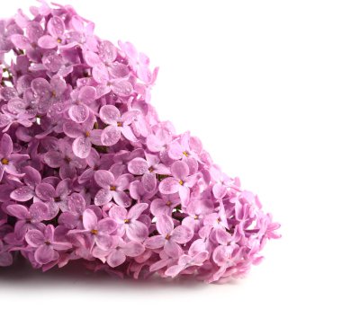 Beyaz arka planda güzel leylak çiçekleri