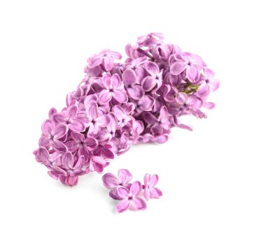 Beyaz arka planda güzel leylak çiçekleri